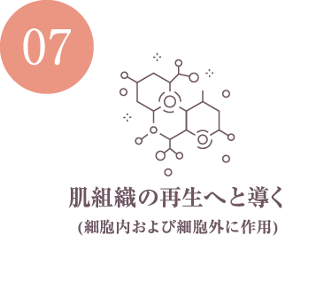 肌組織の再生へと導く(細胞内および細胞外に作用)